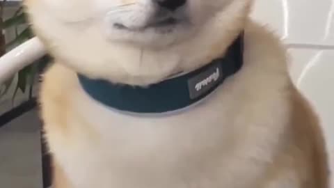 Squishy dog