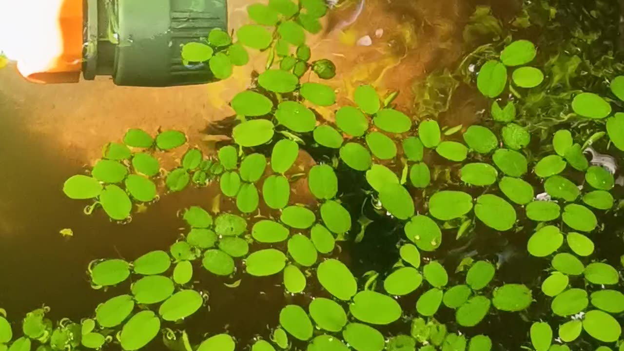 6.3.2025 From the Pond
