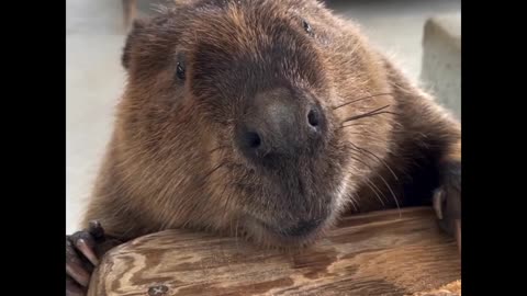 "Cutest Animal Moments Caught on Camera . "When Baby Animals Act Like Humans So Funny & Cute!"