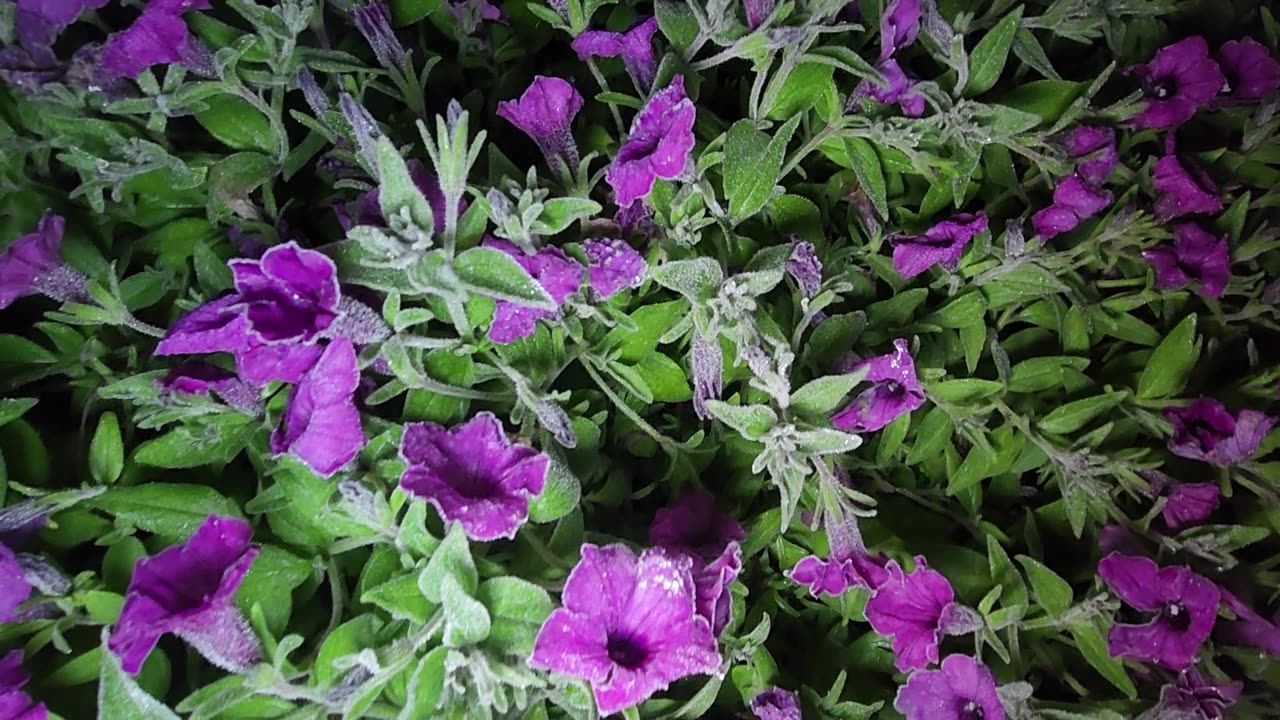 Effect of a hard frost on Supertunias