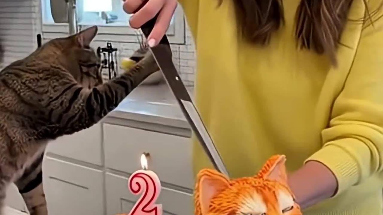 🤣She Cuts a Cat Cake 🍰— and the Real Cat Freaks Out! | ‘Calma, é só bolo!😹 Real Cat Freaks Out