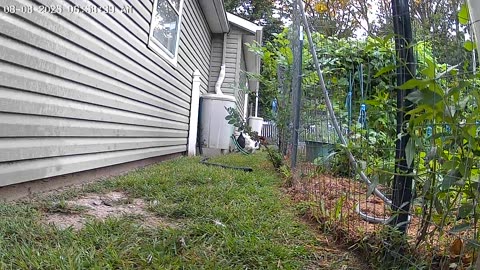 Here Come The Chicks!