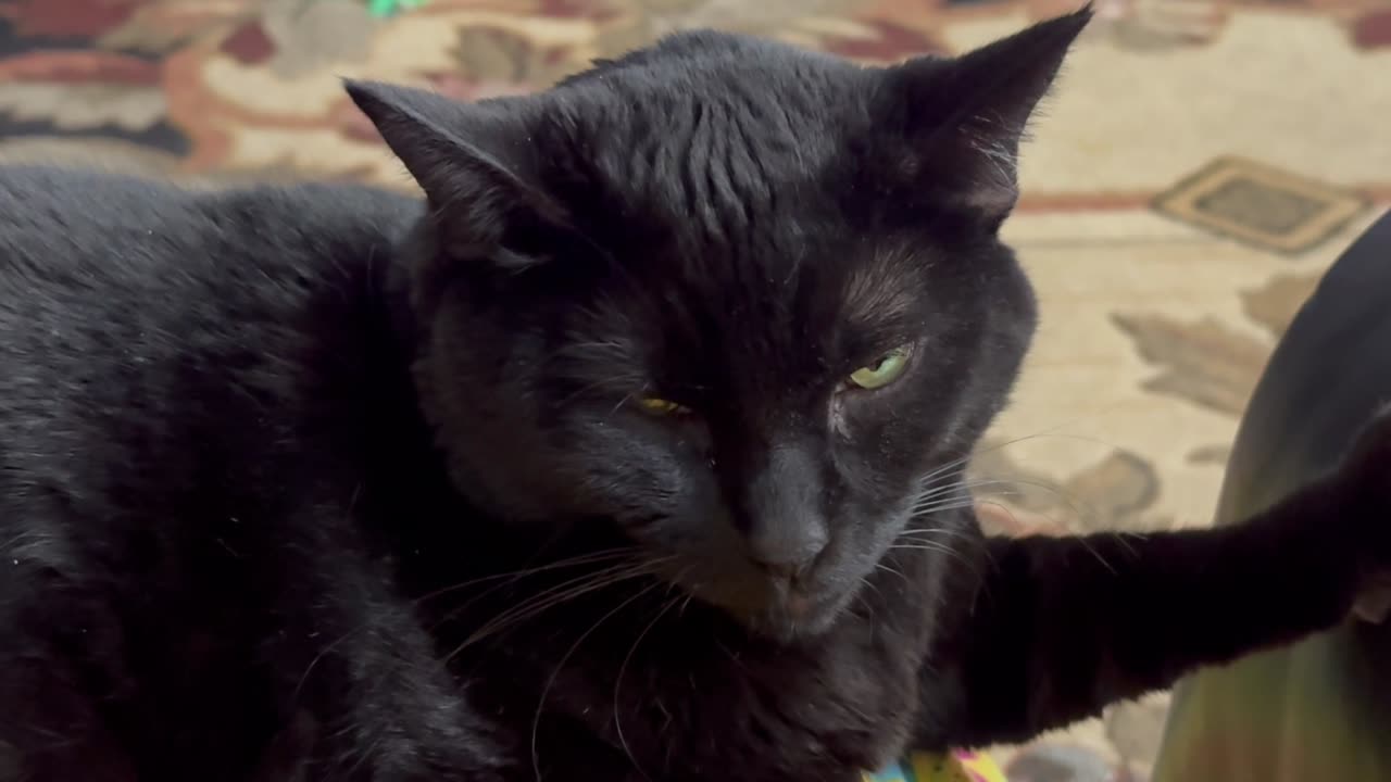 Cute Precious Piper Exercises Her Arm - My Adopted Shelter Cat Vlog