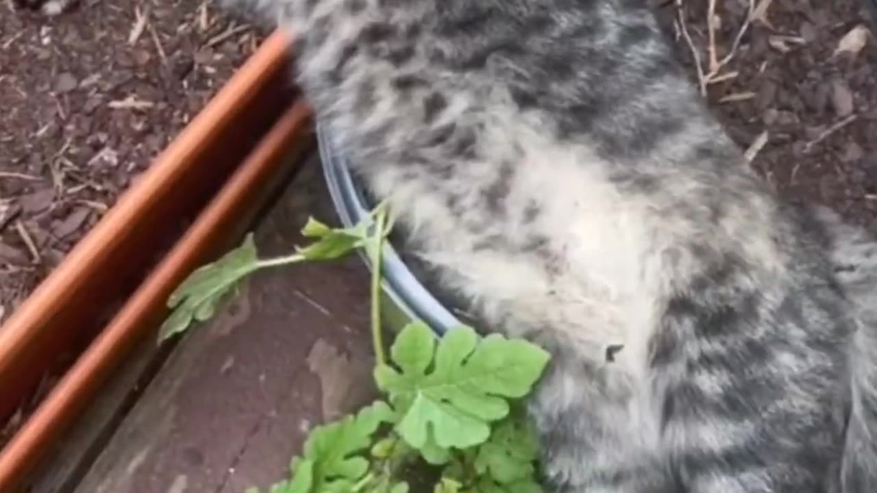 Animal Antics | Cutest & Funniest Clips Ever 🦴🤣