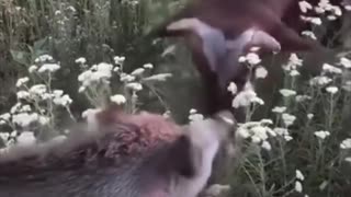 🐂🐗 Ukraine Russia War | Bull Martyn & Wild Boar Mashka Become Frontline Heroes | RCF