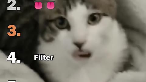 Ranking Best Cat Reaction Challenge Moments