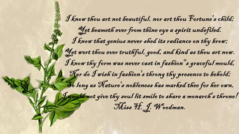 Bonus Henricus - Good-King-Henry - The Language of Flowers