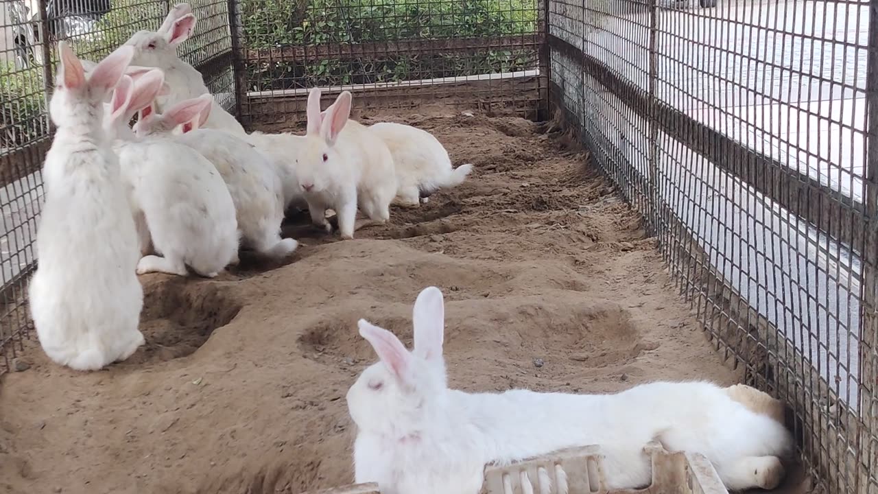 Rabits resting after losing a race with tortoise!