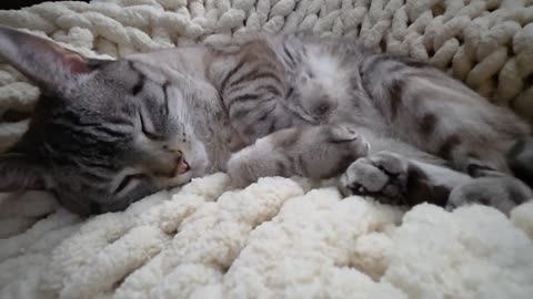 Cat Being a Cat: Pure Purrfection in a 1 Minute