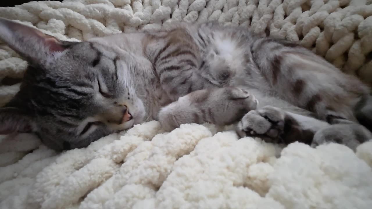 Cat Being a Cat: Pure Purrfection in a 1 Minute