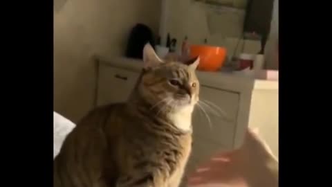 funny video pets