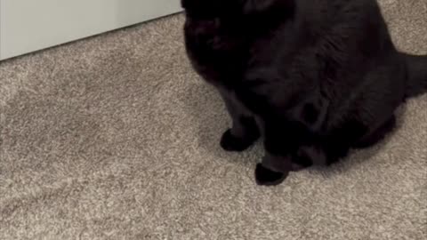 Cute Precious Piper Carefully Guards the Supply Closet - Adopting a Cat from a Shelter Vlog #shorts