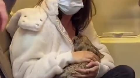 Emergency Service Emotional Support Animal