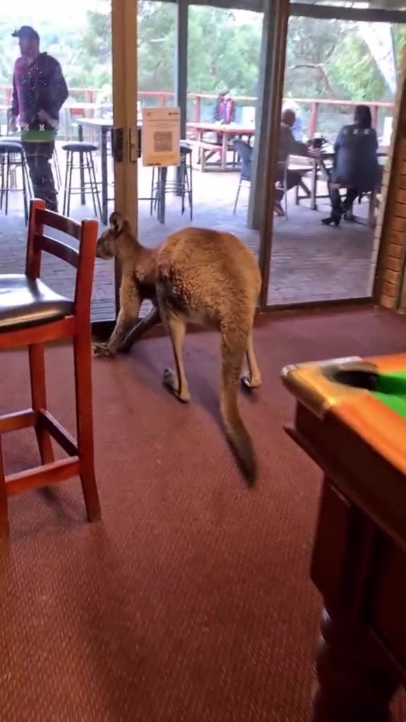 Kangaroo diaries only in Australia 🇦🇺