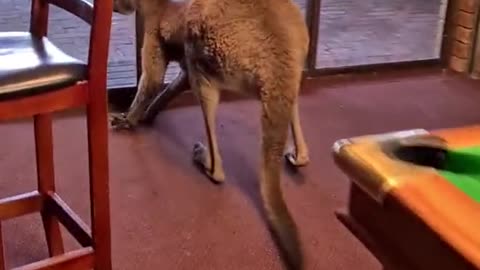 Kangaroo diaries only in Australia 🇦🇺