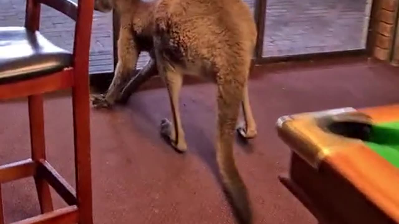 Kangaroo diaries only in Australia 🇦🇺