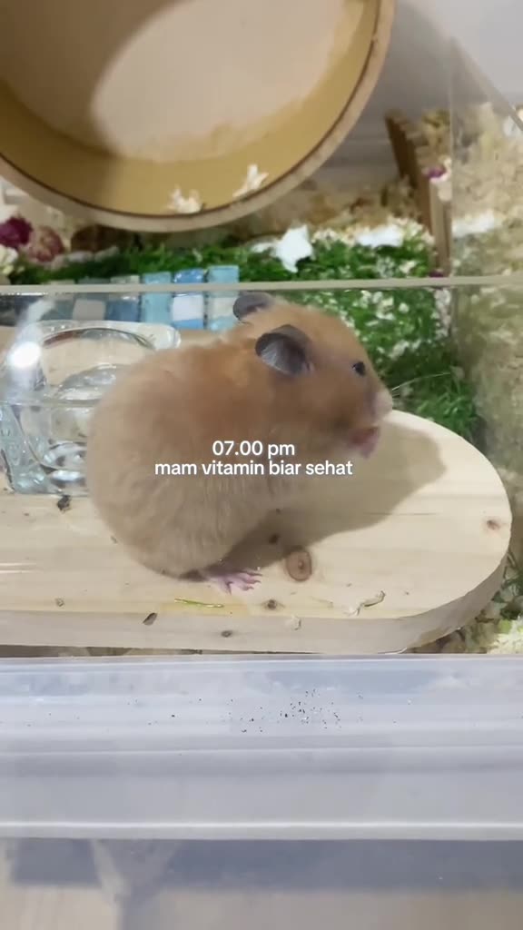 A Day in the Life of My Hamster 🐹 | Hamster Care & Routine Tips!"