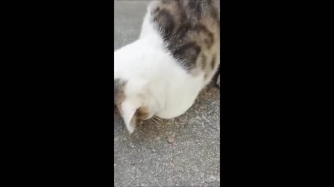 Funny Cats And Dogs 2025