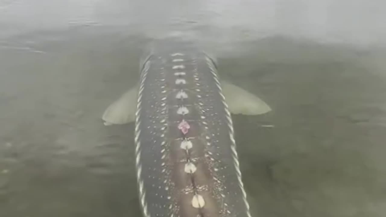 Big fish danger