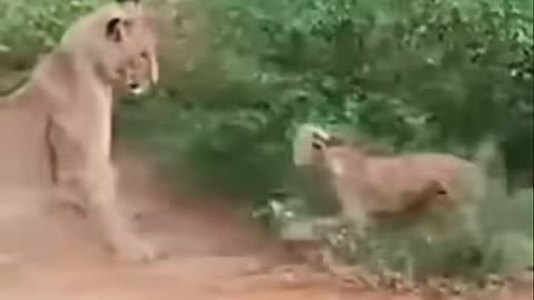 Funny dog and lion videos.