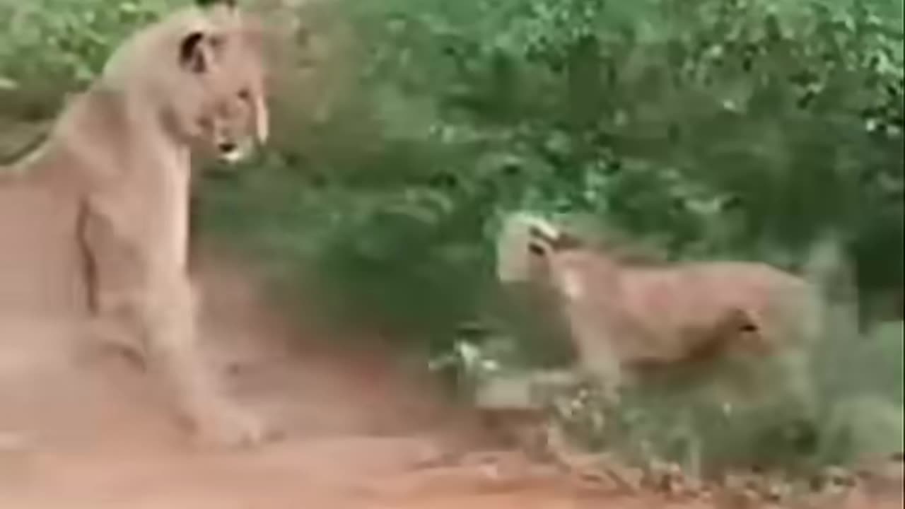 Funny dog and lion videos.