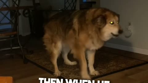 Dog's Hilarious Way of Asking to go Out 😂