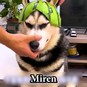 "🐕💥 ¡Zúper Perro Está Listo Para Salvar el Día!"