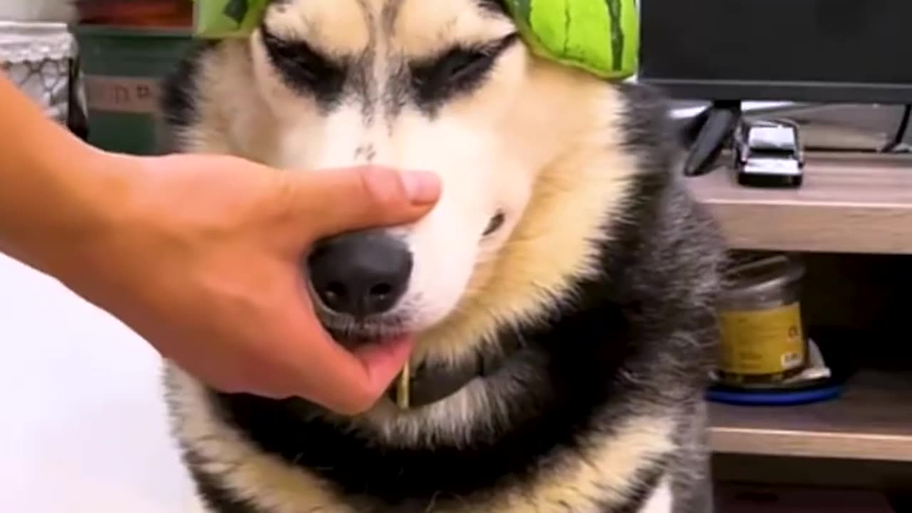 "🐕💥 ¡Zúper Perro Está Listo Para Salvar el Día!"