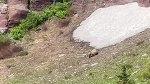 Grizzly Goes Sledding in Glacier