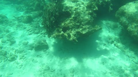 Spotted: Stoplight Parrotfish snorkeling in Grand Cayman