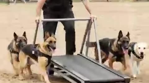 Its too hard for German Shepard !