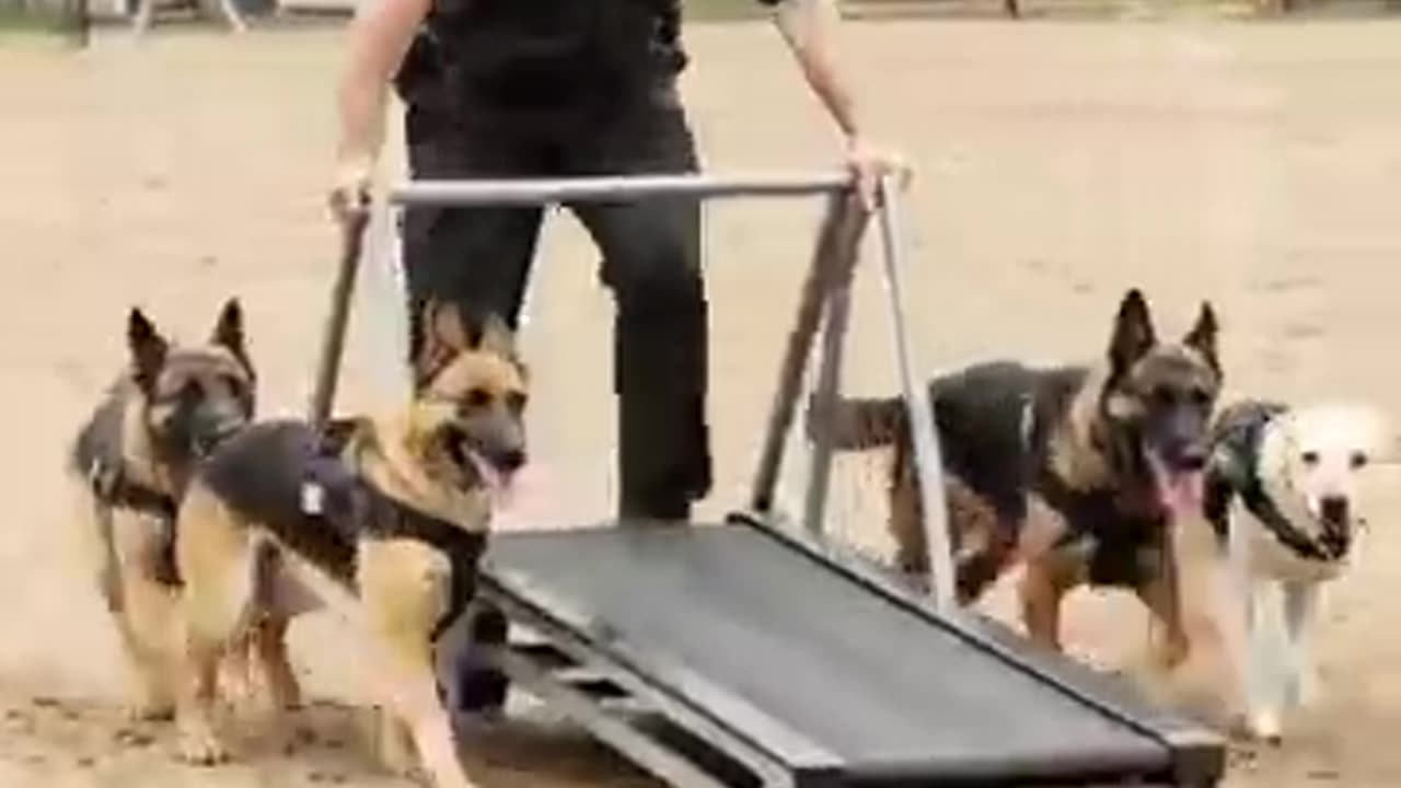 Its too hard for German Shepard !