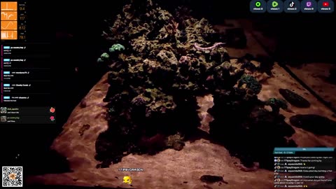 24/7 Real Live Reef Stream