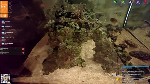 24/7 Real Live Reef Stream