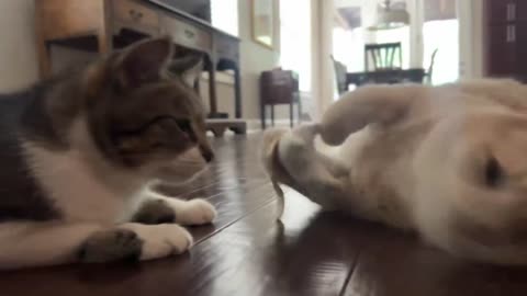 Playtime