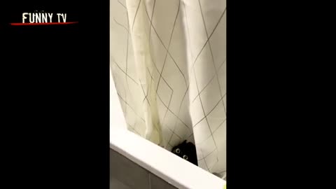 cat funny videos