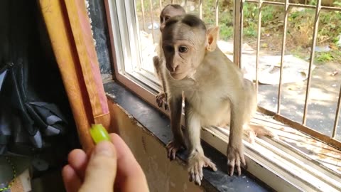 Feeding Grapes to Wild Monkeys at My Mountain-side Home: An Unforgettable Wildlife Encounter
