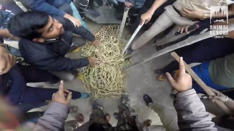 Leopard Rescue in Nashik | Leopard in Nashik city | Gopro | Animal Rescue India