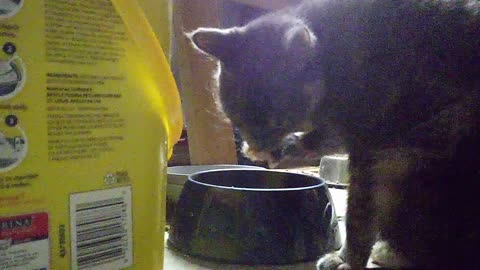 Rose getting a drink 02