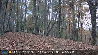 The Woods – 11/10/2025