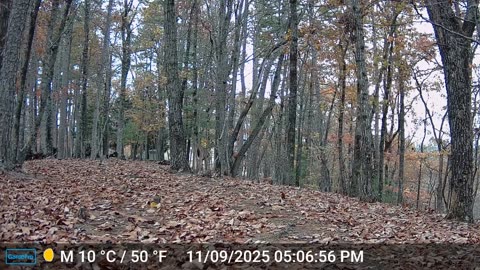 The Woods – 11/10/2025