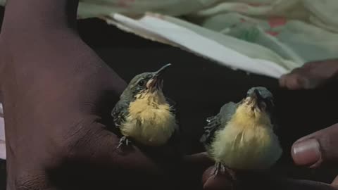 Little bird