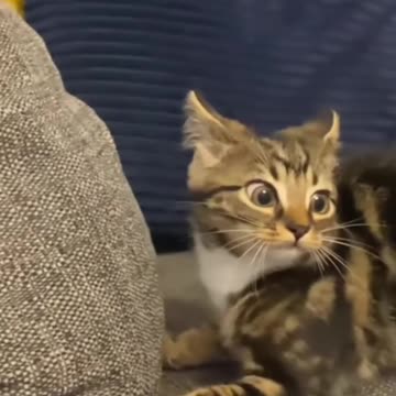 When cats Get Zoomies