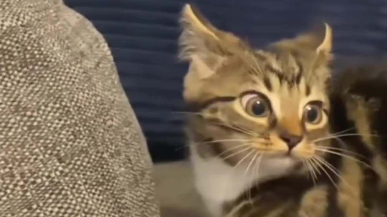 When cats Get Zoomies