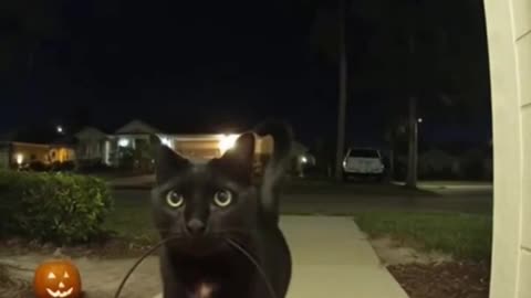 When even cats want Halloween candy 🍭
