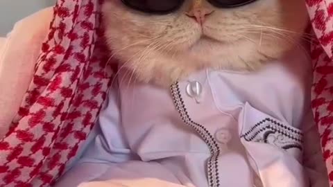 Halal Cat 😁