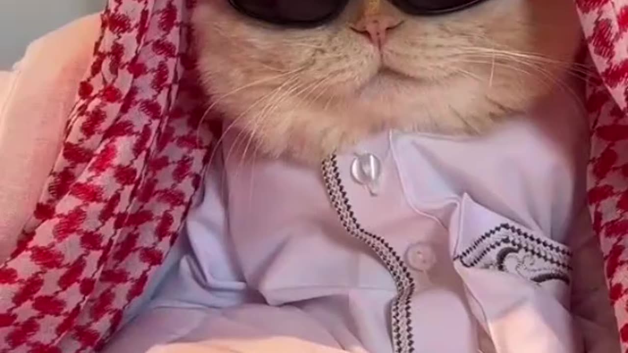 Halal Cat 😁