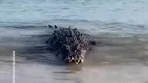 Incredible: Crocodile up on Arnhem Land coast