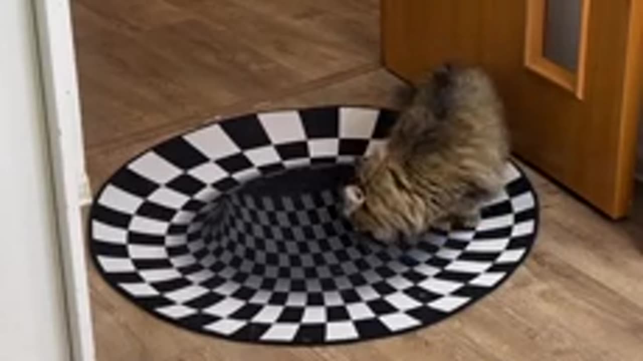 Challenge for dogs and cats