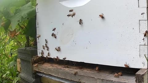 Bees in the Afternoon